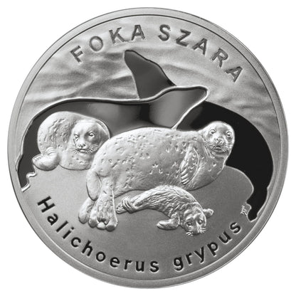 20 zł Foka szara (łac. Halichoerus grypus)