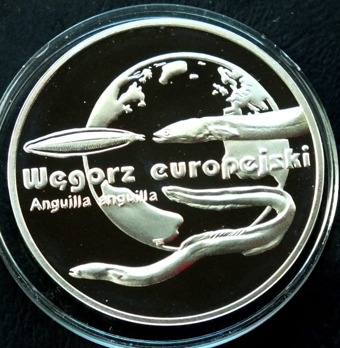 20 zł Węgorz europejski (łac. Anguilla anguilla)